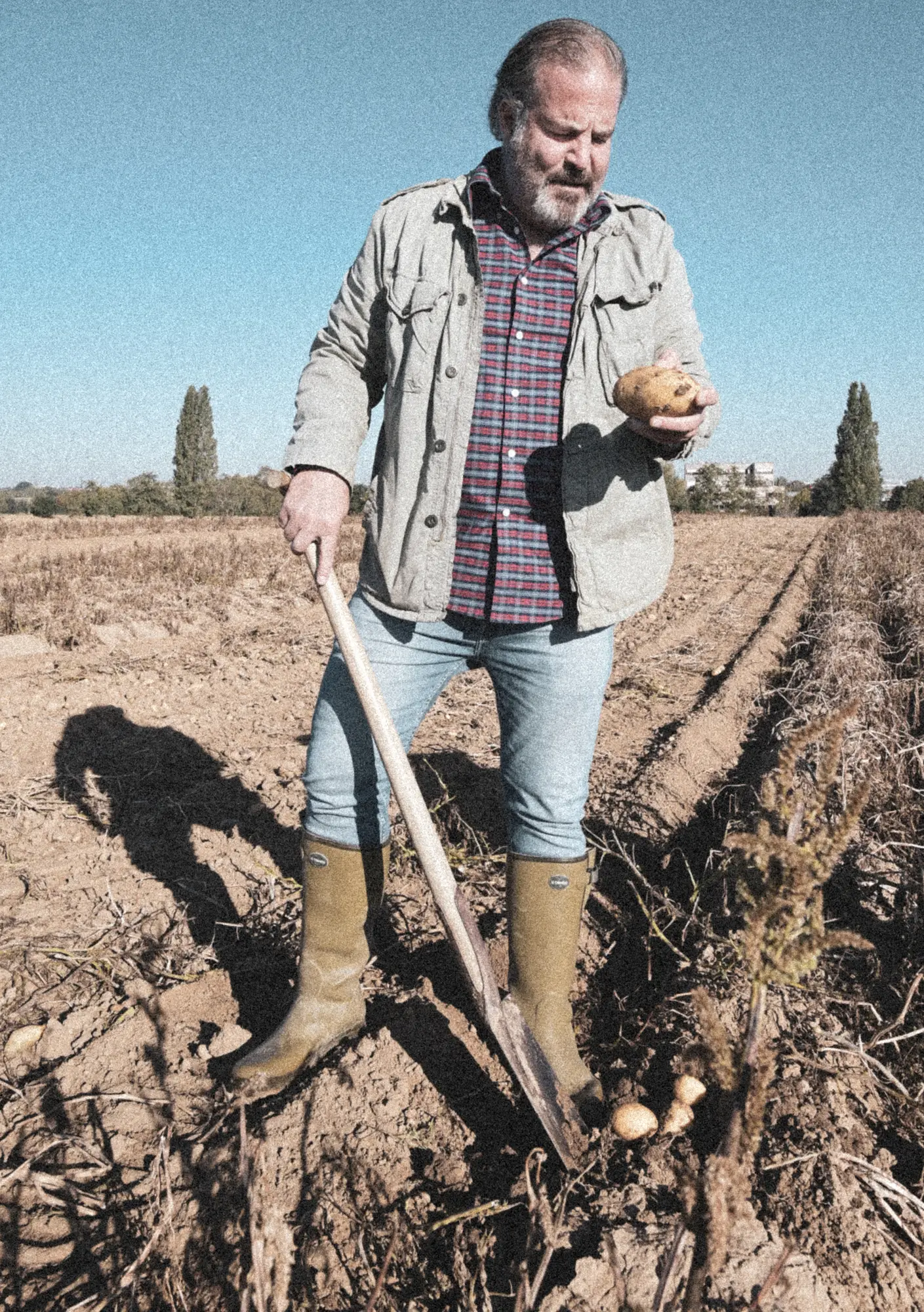 Farmer holding a freshly dug potato in the field