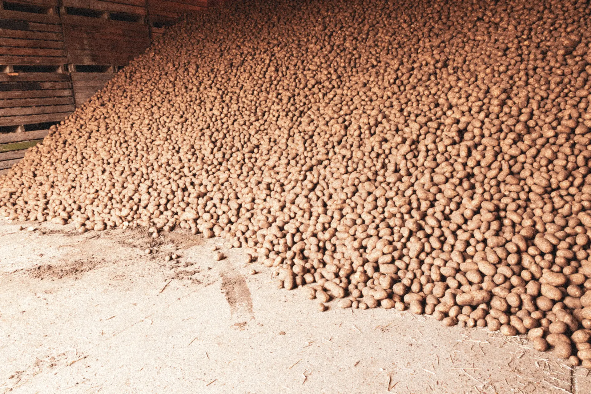 Pile of freshly harvested potatoes in storage