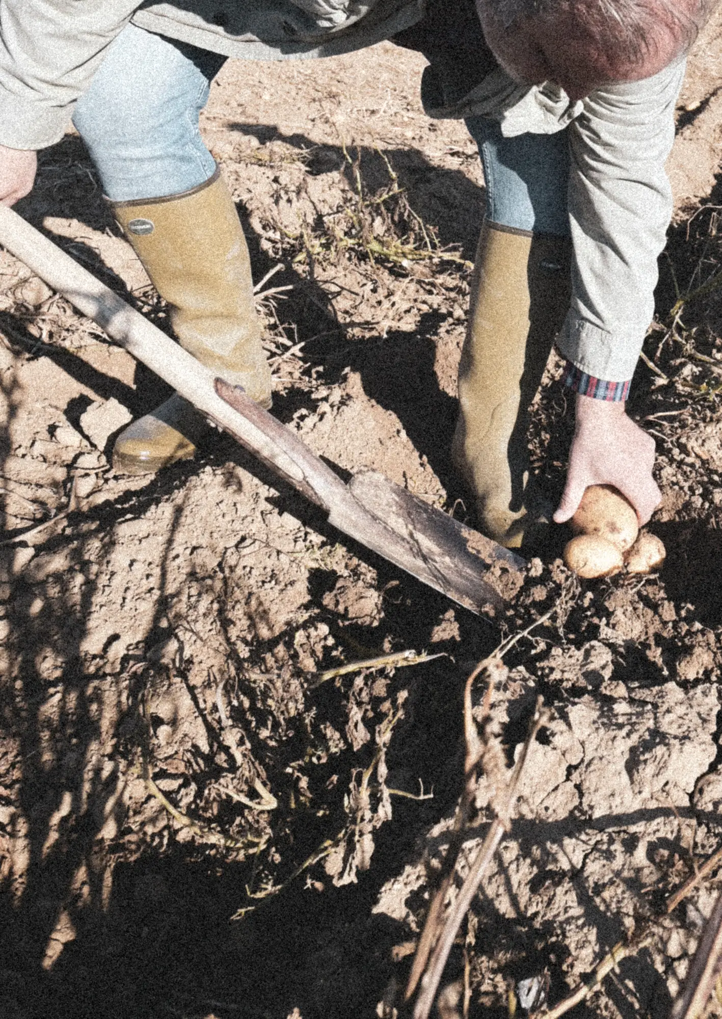 Harvesting potatoes by hand with a digging fork