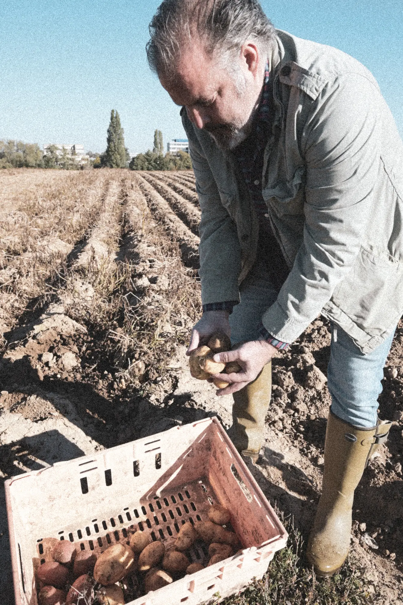 Farmer gathering potatoes into a crate